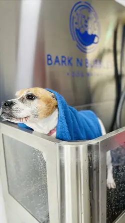 dog being bathed at Bark N Bubble Dog Wash